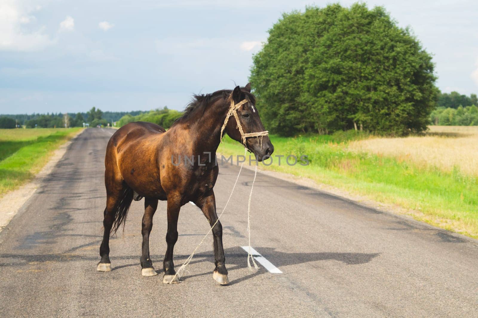 Lonely brown horse crossing the road. runaway horse in the countryside