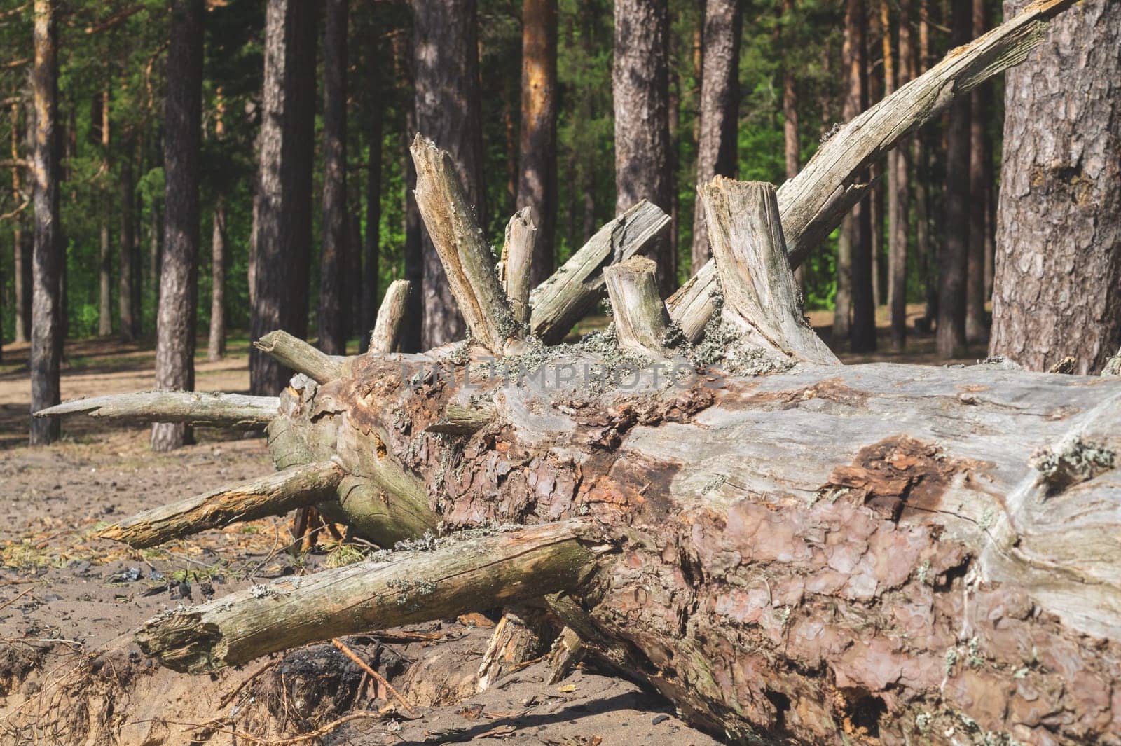 Trunk of a fallen dry tree. old pine log