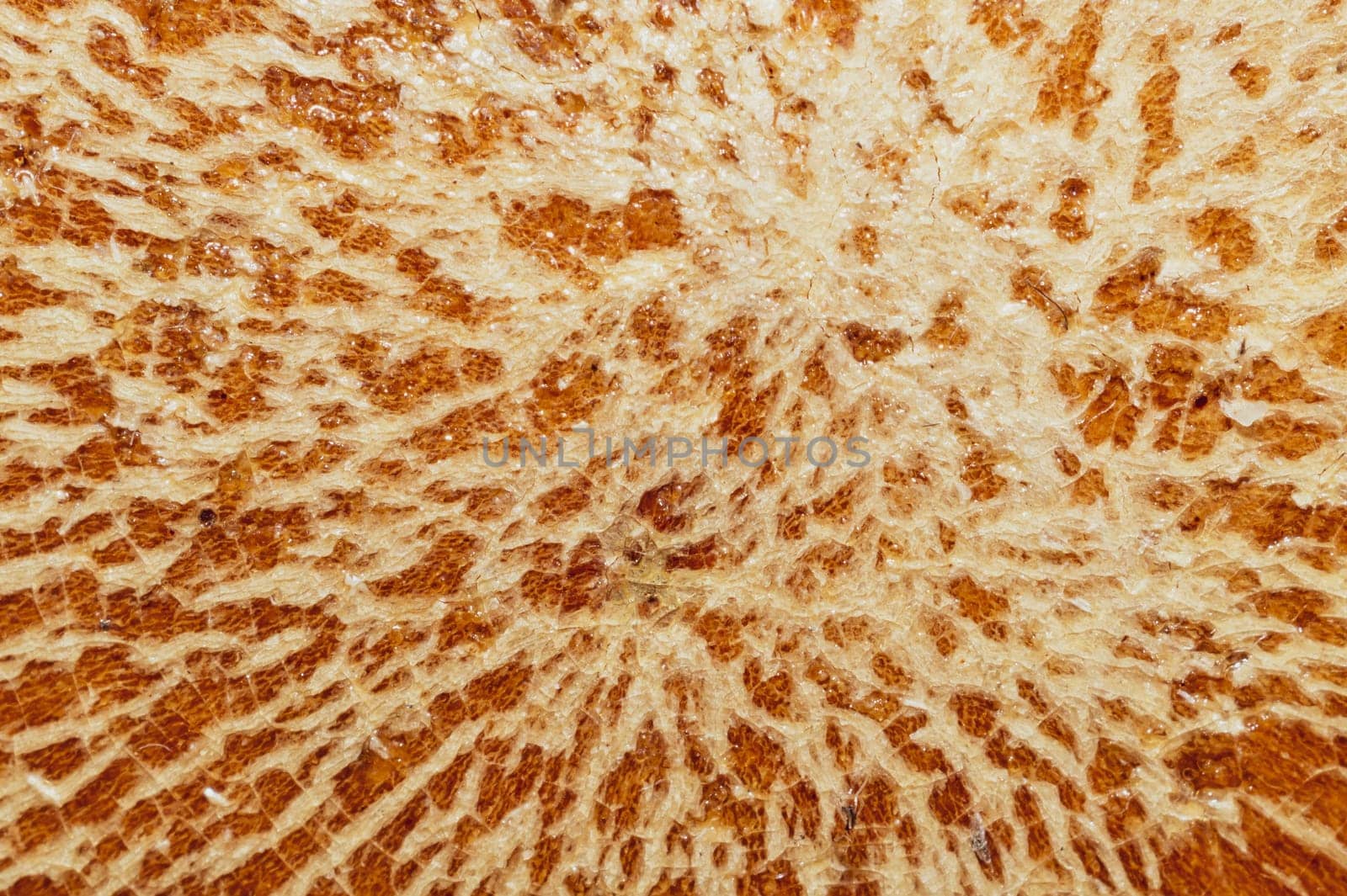Cracked varnish on wooden surface. varnished wood texture. grunge background