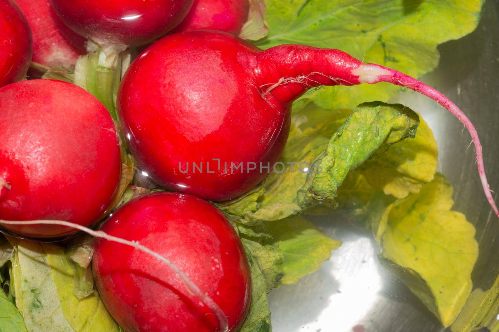 Fresh red radish with green leaves. vegetables soaked in bowl with water. vegetarian food. healthy eating
