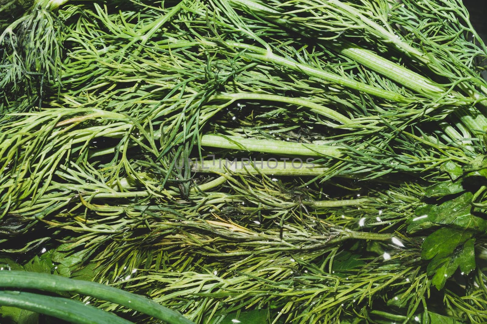 Fresh green dill in water. green vegetables. vegetarian food. healthy eating. ingredients for salad