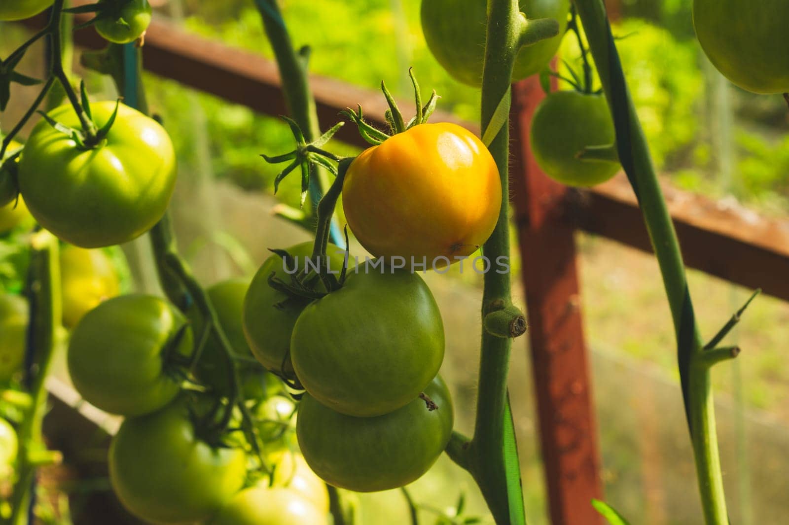 Tomato plant growing in greenhouse. Fresh vegetable hanging on branch. Organic food production. healthy nutrition