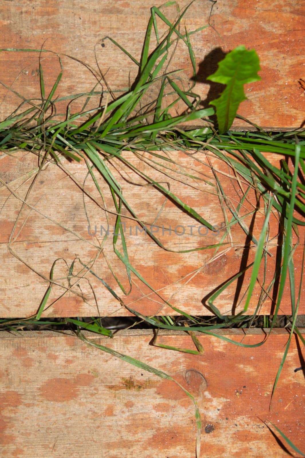 Grass growing through wooden plank floor. nature background