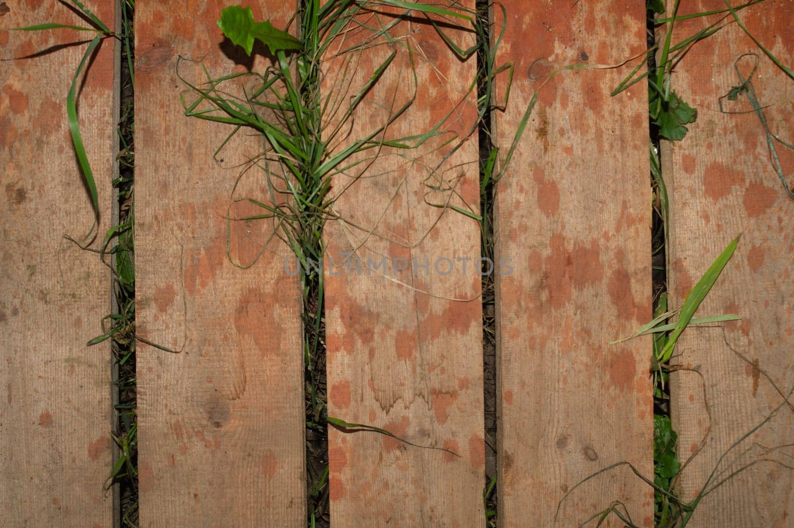 Grass growing through wooden plank floor. nature background