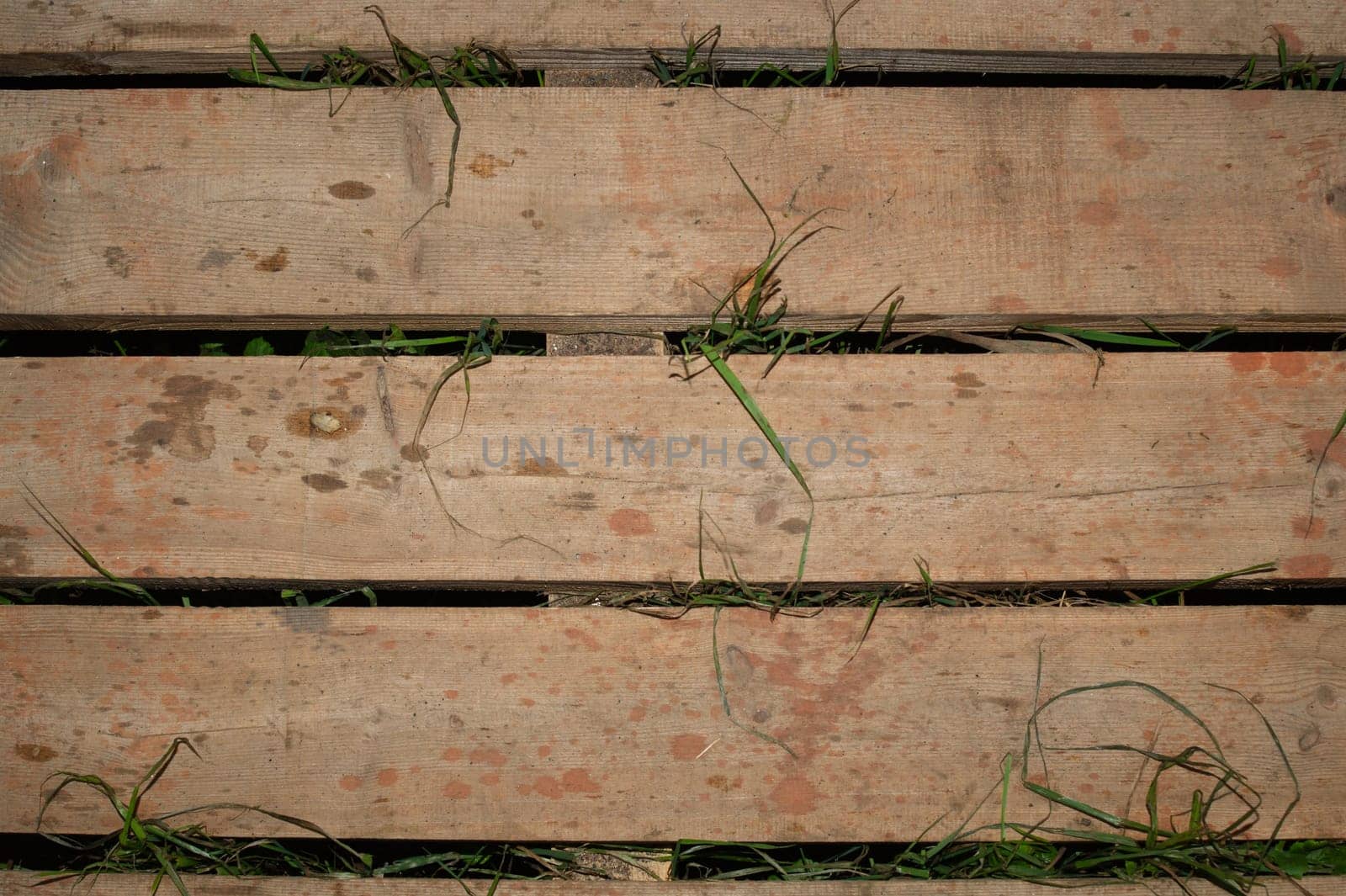Grass growing through wooden plank floor. nature background