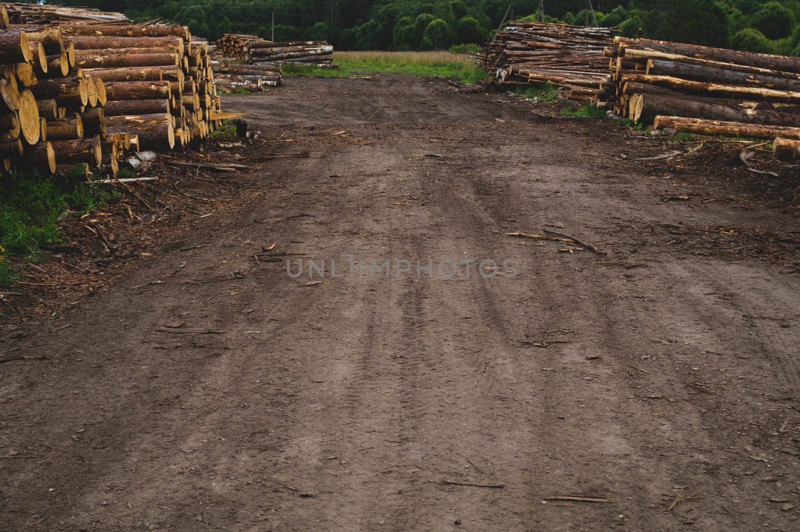 Wooden logs in the forest. chopped tree logs stack. nature landscape. pile of timber