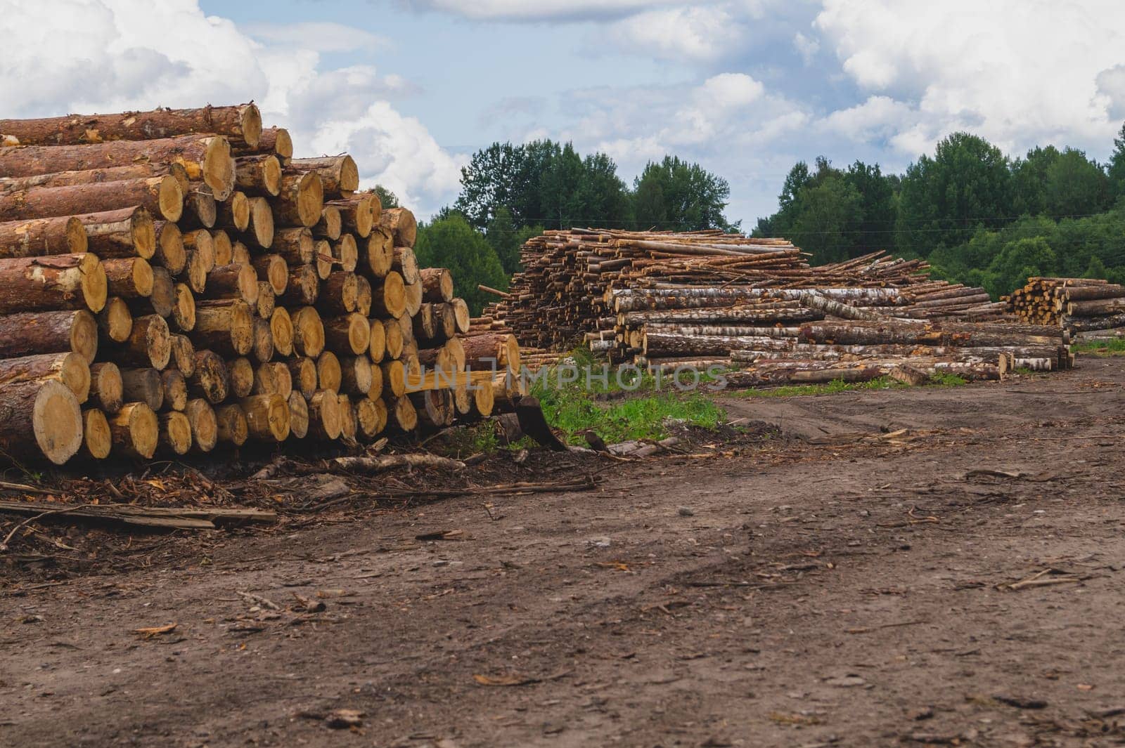 Wooden logs in the forest. chopped tree logs stack. nature landscape. pile of timber