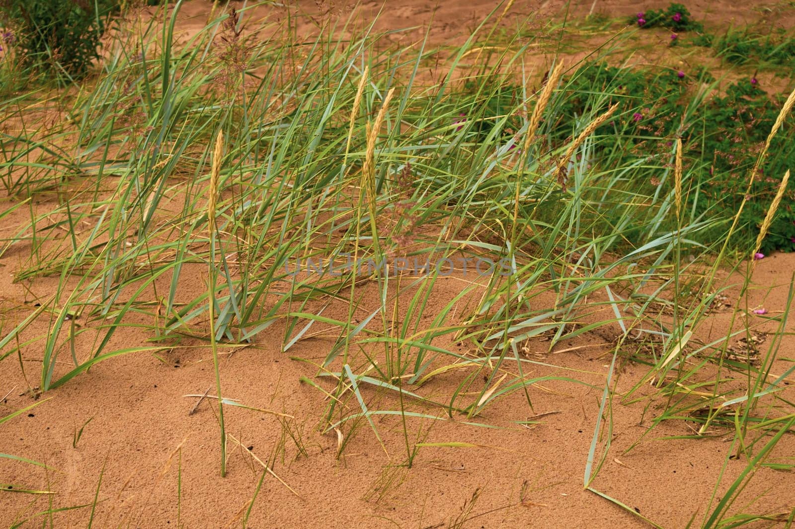 Wild grass growing on the sand beach. moist soil