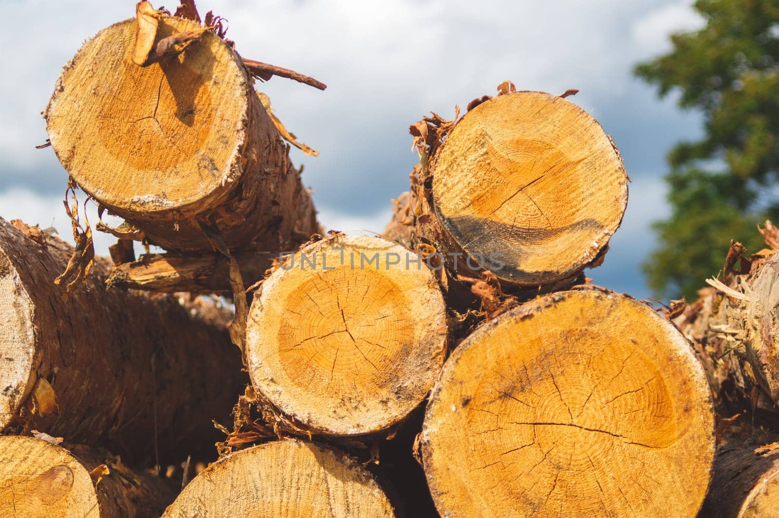 Stack of logs. natural wooden background with timber cuts. log wall