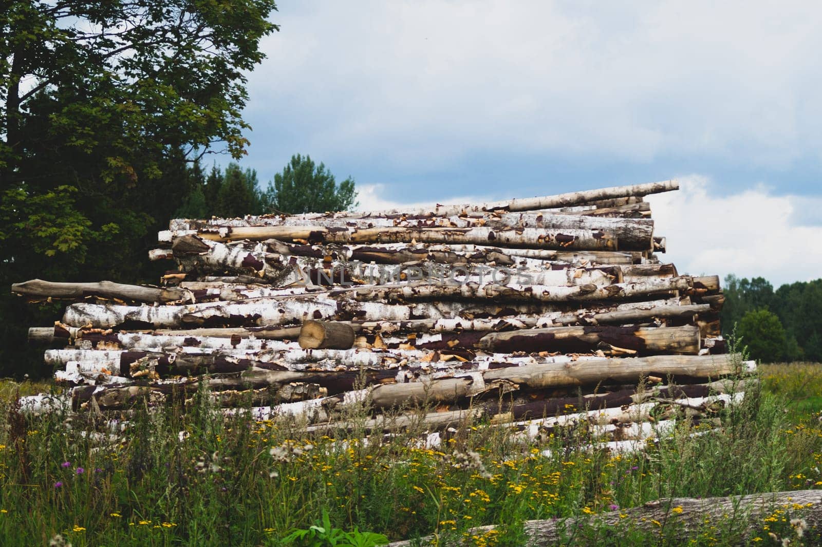 Wooden logs in the forest. chopped tree logs stack. nature landscape. pile of timber