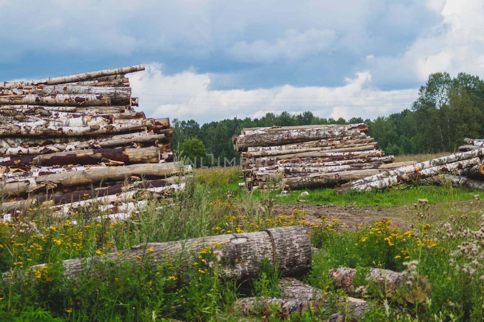 Wooden logs in the forest. chopped tree logs stack. nature landscape. pile of timber
