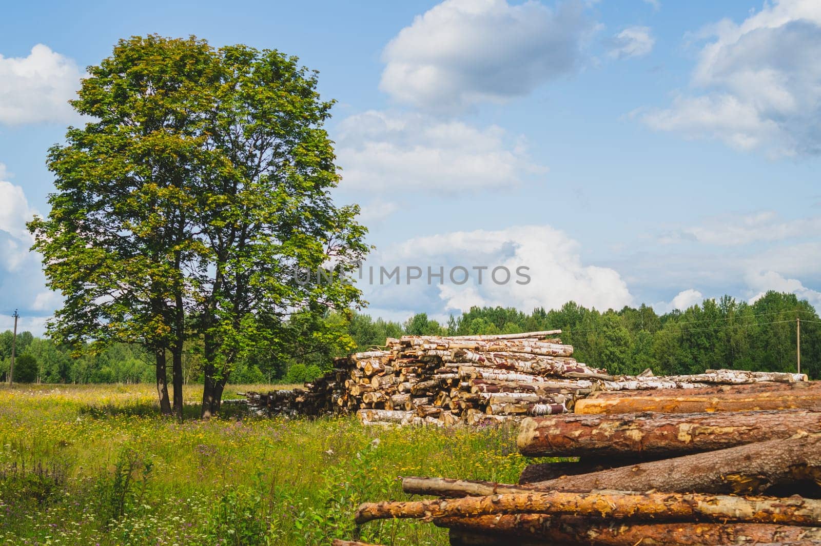 Wooden logs in the forest. chopped tree logs stack. nature landscape. pile of timber