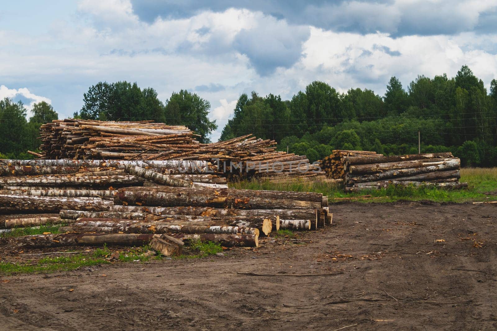 Wooden logs in the forest. chopped tree logs stack. nature landscape. pile of timber