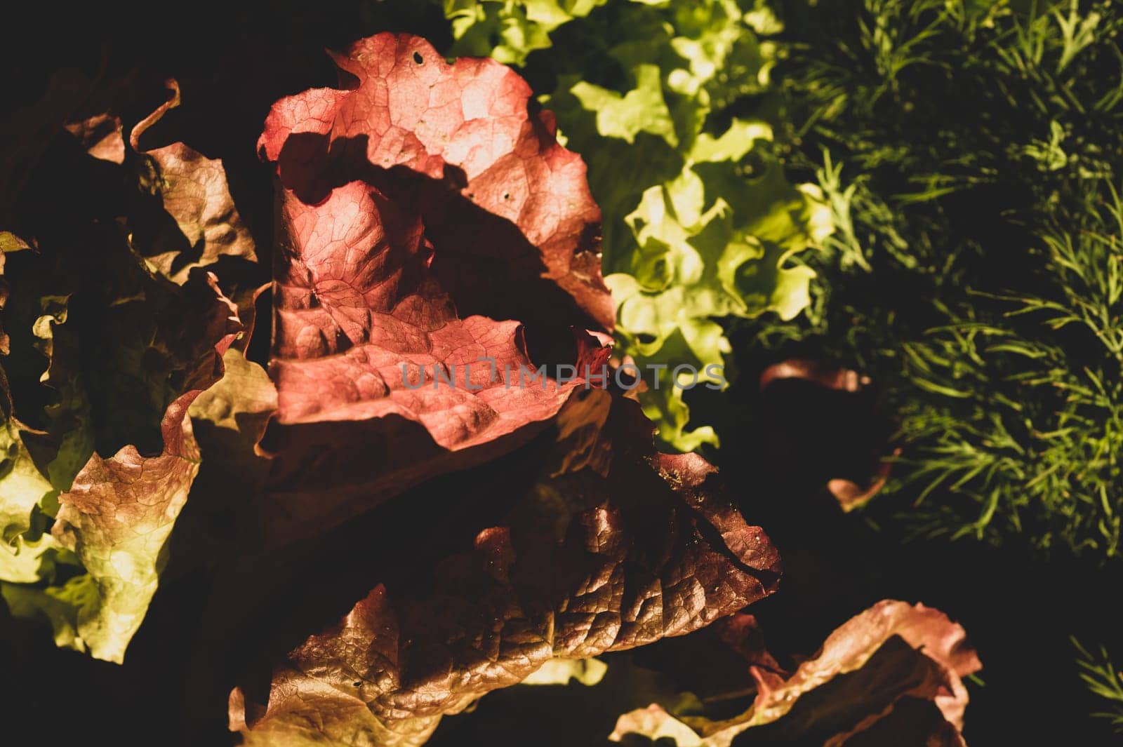 Lettuce salad and dill. organic vegetables. vegetarian nutrition. healthy food