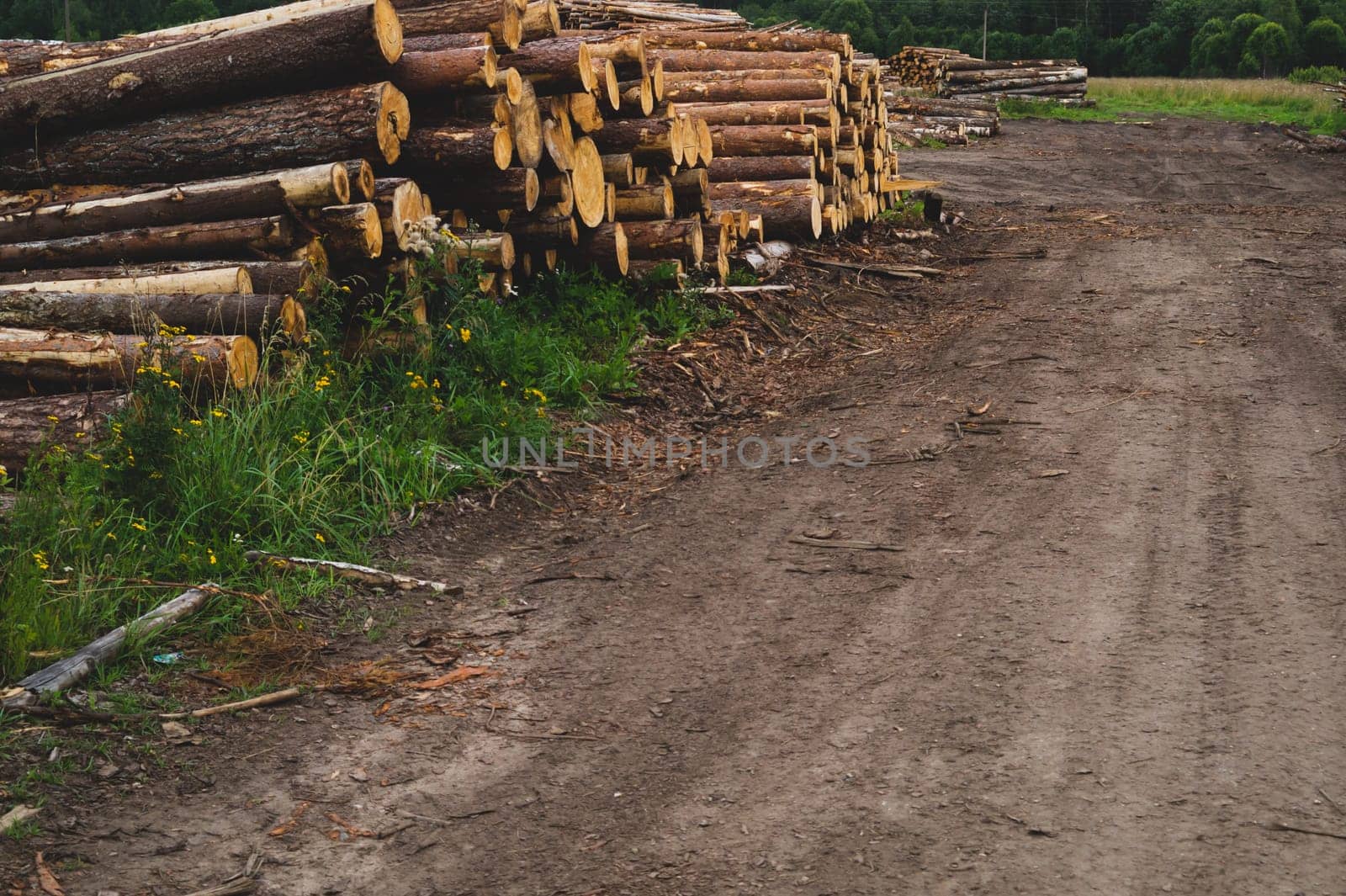Wooden logs in the forest. chopped tree logs stack. nature landscape. pile of timber