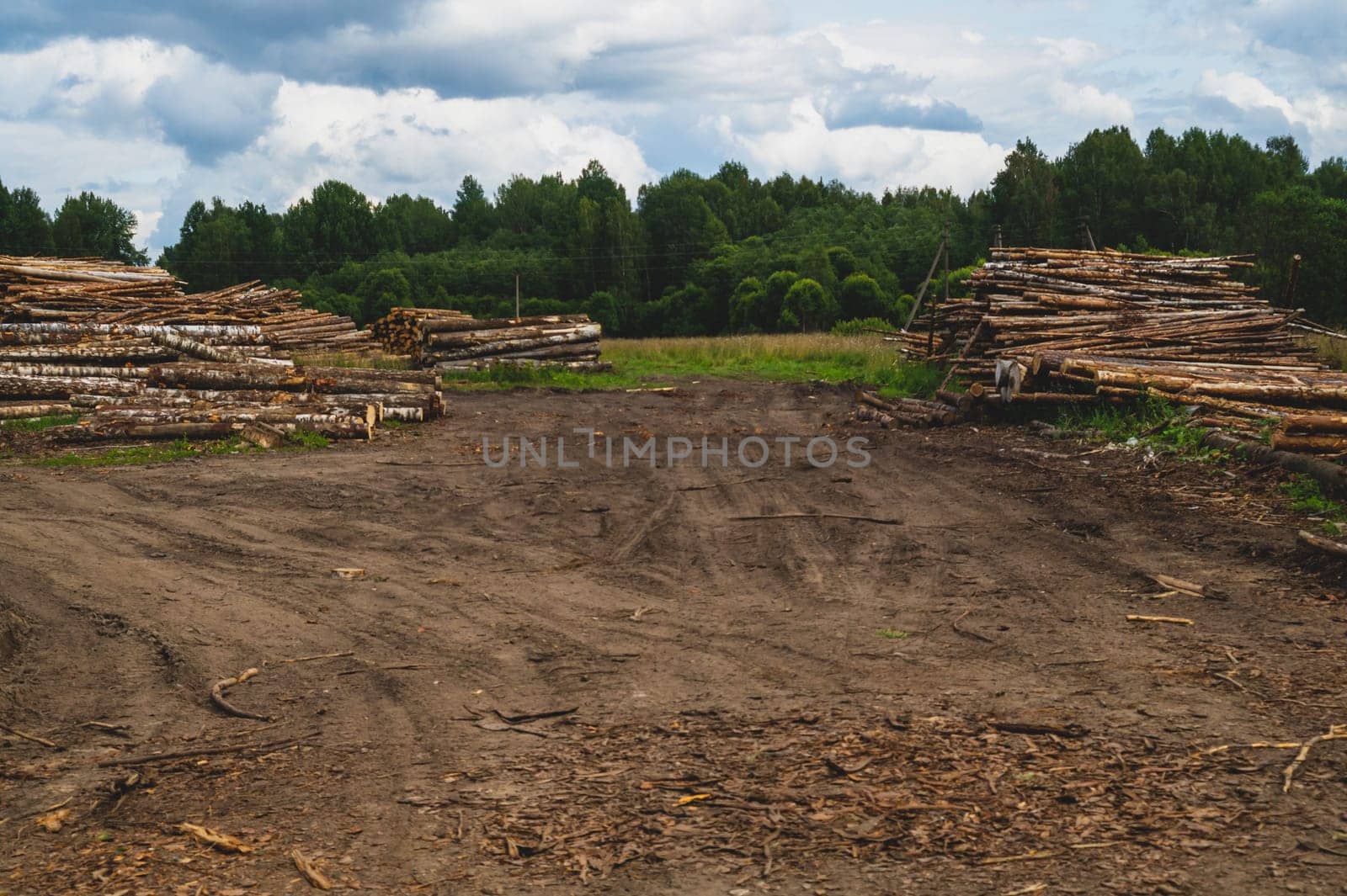 Wooden logs in the forest. chopped tree logs stack. nature landscape. pile of timber