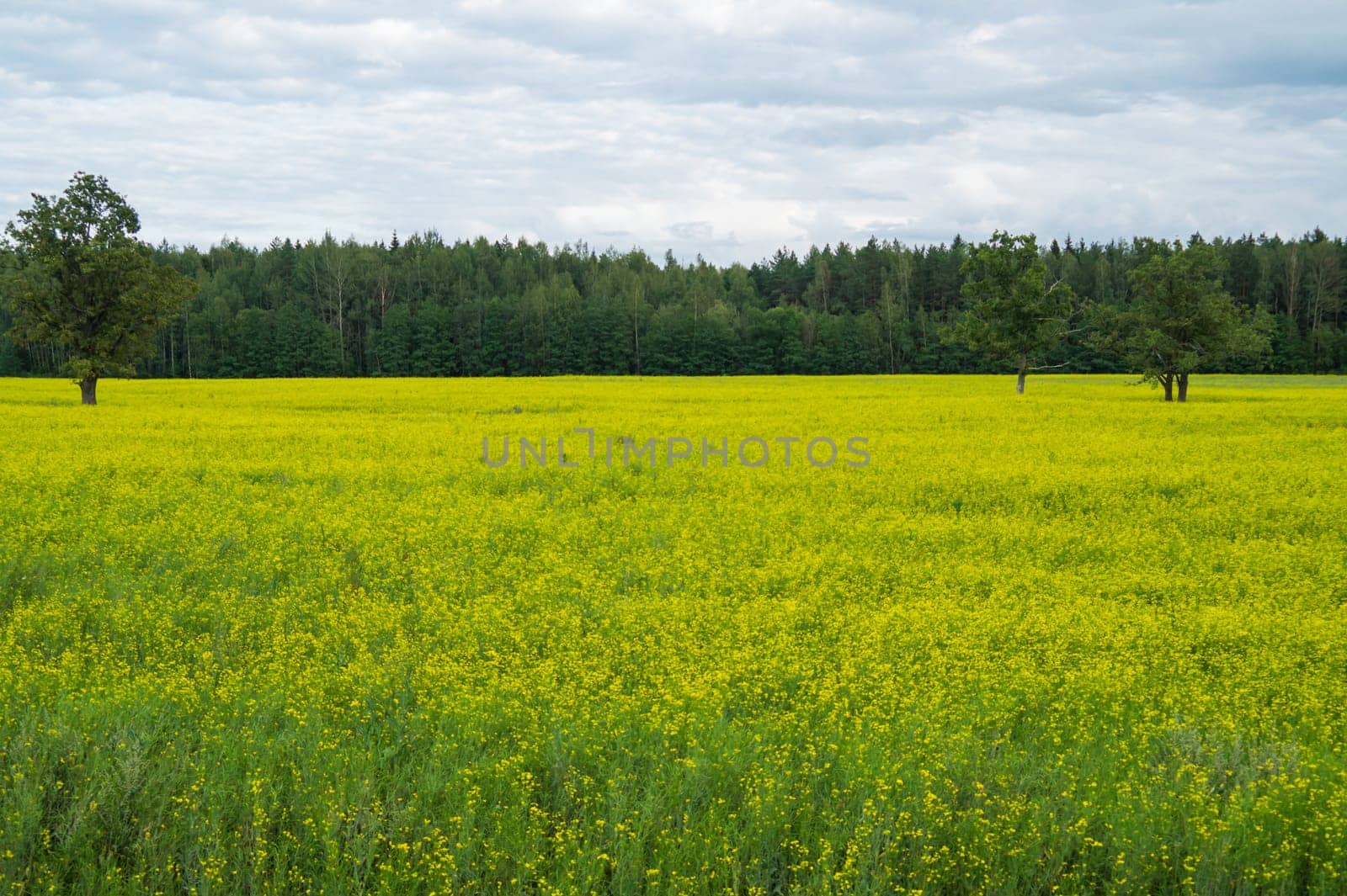 Green meadow with lonely trees and yellow plants. forest and sky