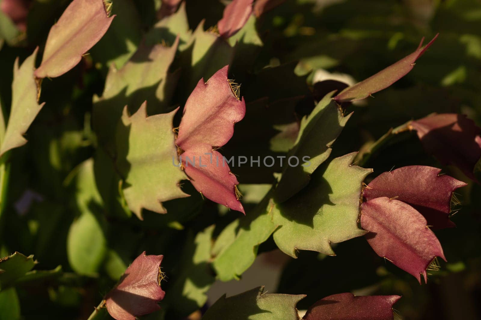 Home plant schlumbergera. succulent green red plant