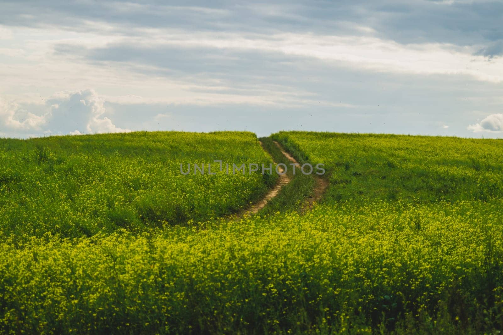 Beautiful valley. way through green meadows and hills. yellow flowering field. nature landscape with horizon line