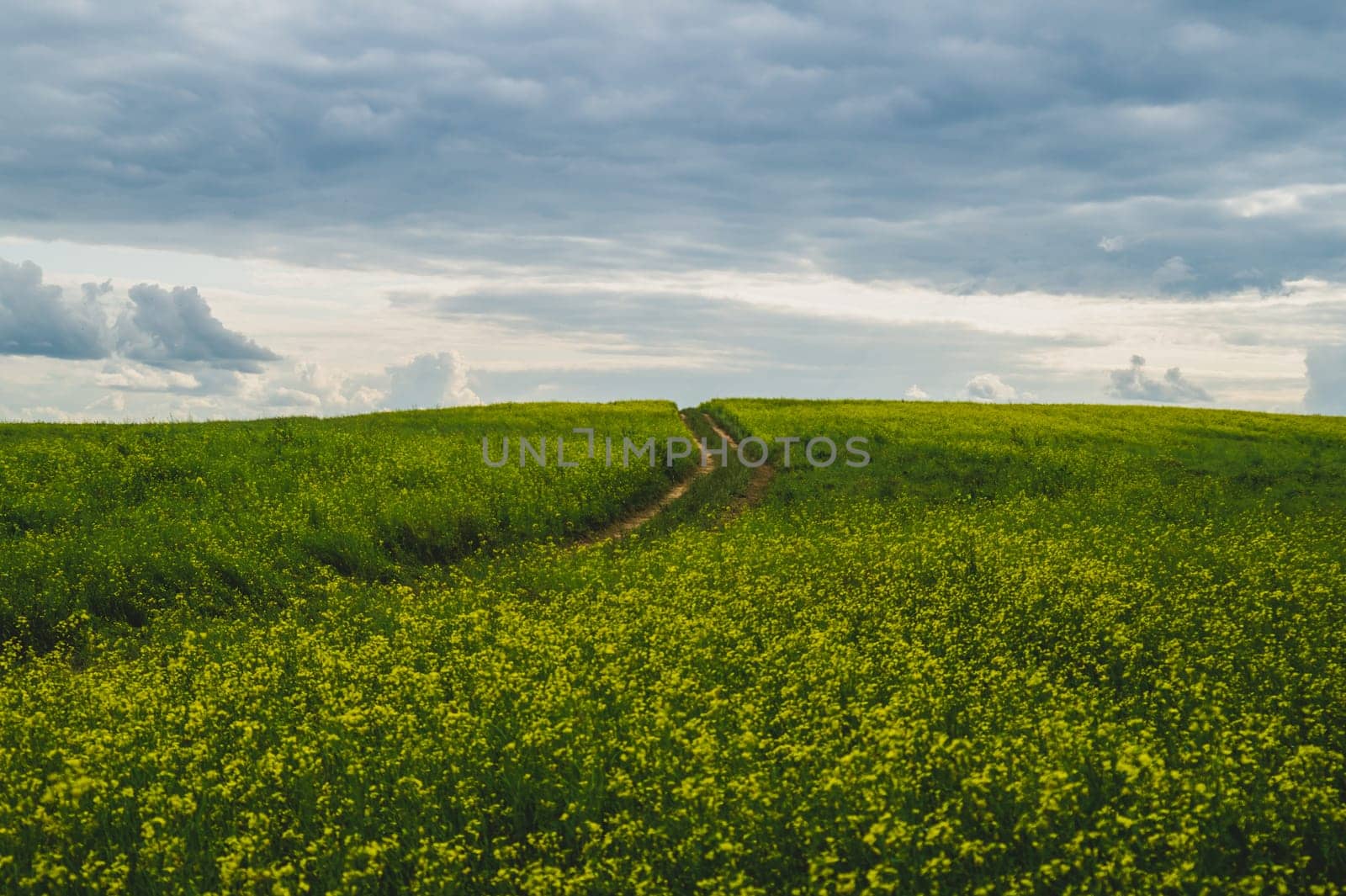 Beautiful valley. way through green meadows and hills. yellow flowering field. nature landscape with horizon line