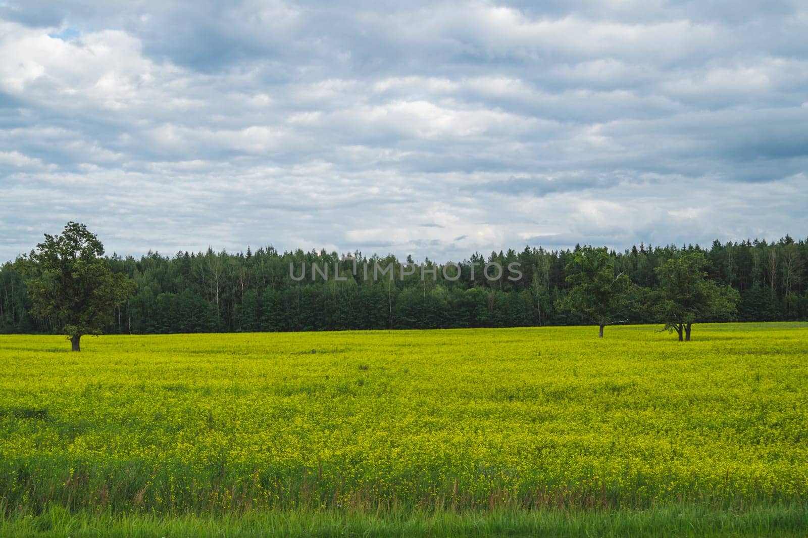 Green meadow with lonely trees and yellow plants. forest and sky