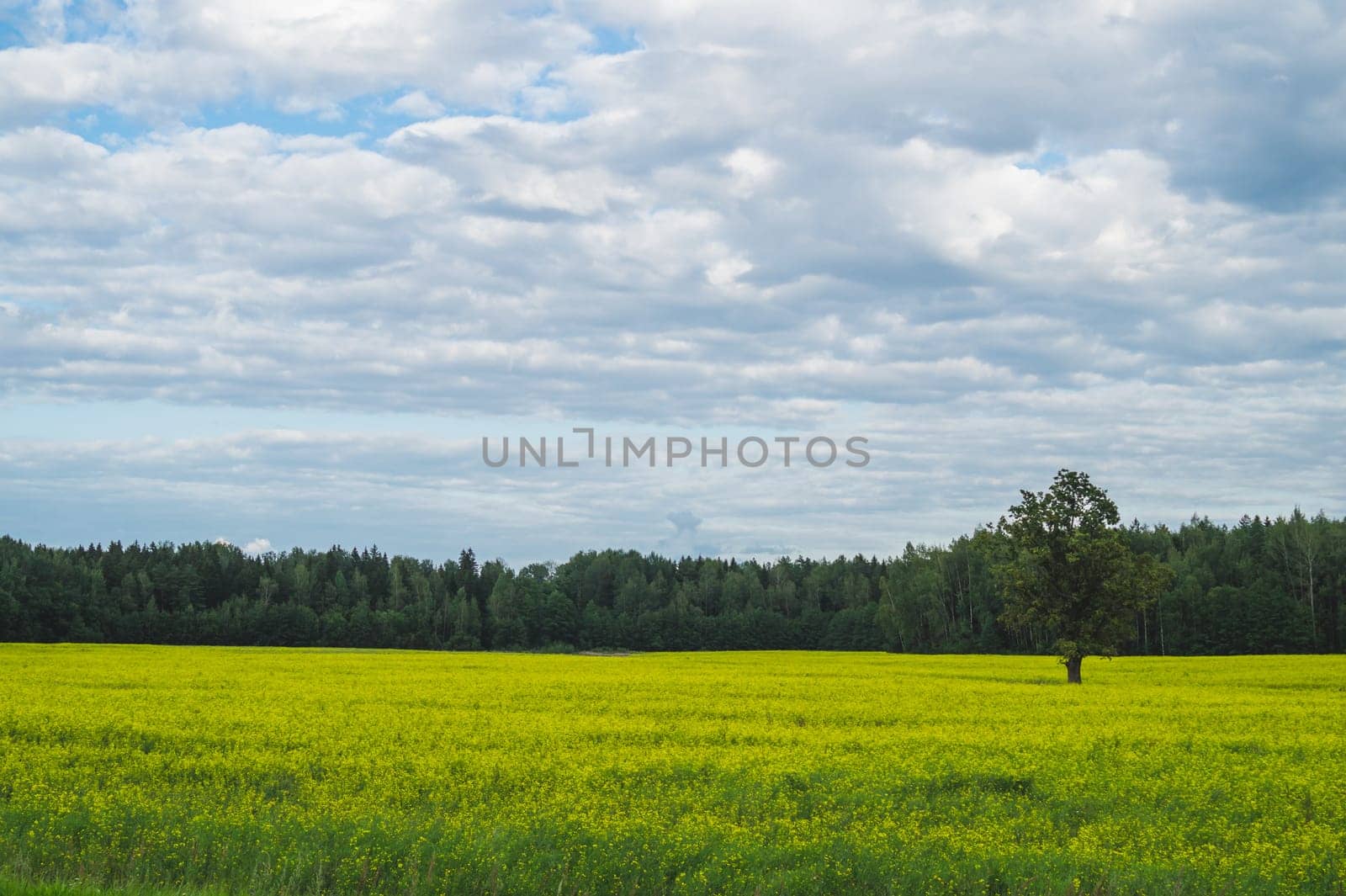 Green meadow with lonely tree and yellow plants. forest and sky
