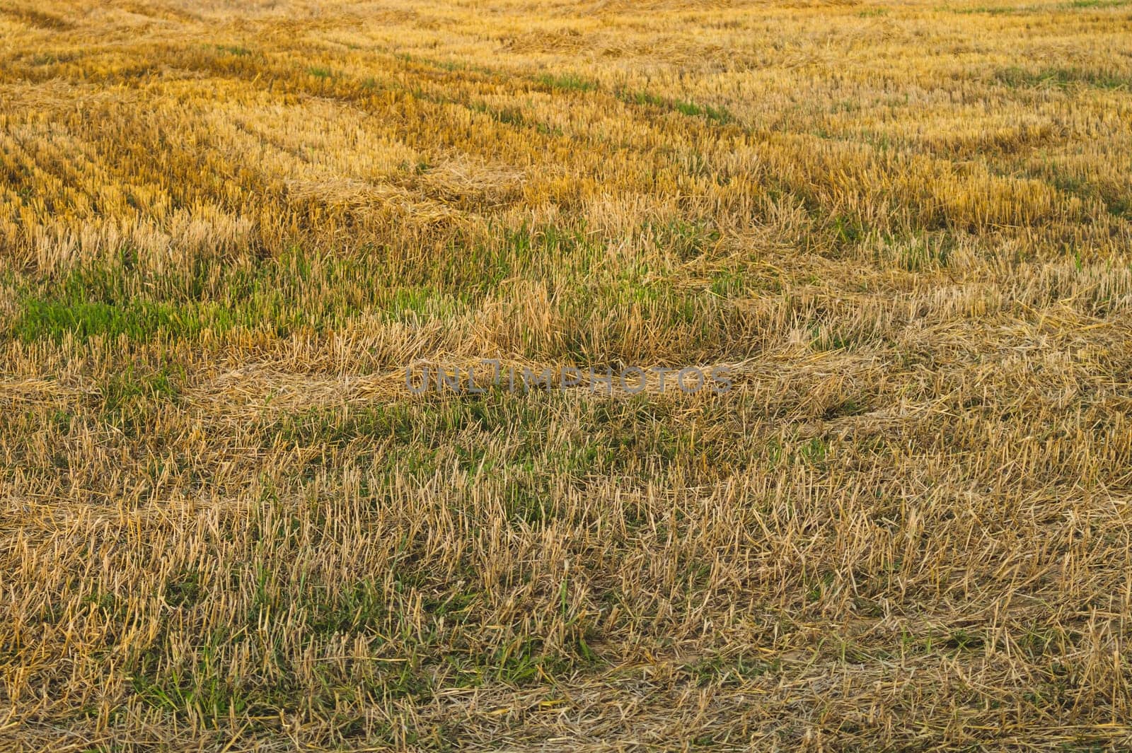 Dry grass texture. meadow background. pasture landscape