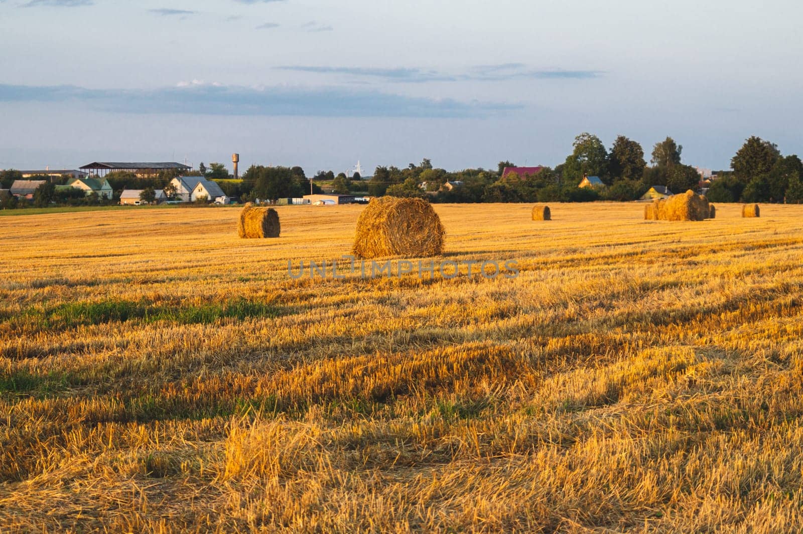 Rolled haystack. hay bale. agriculture field with sky. rural landscape. straw on the meadow. harvest in summer. farm in the countryside