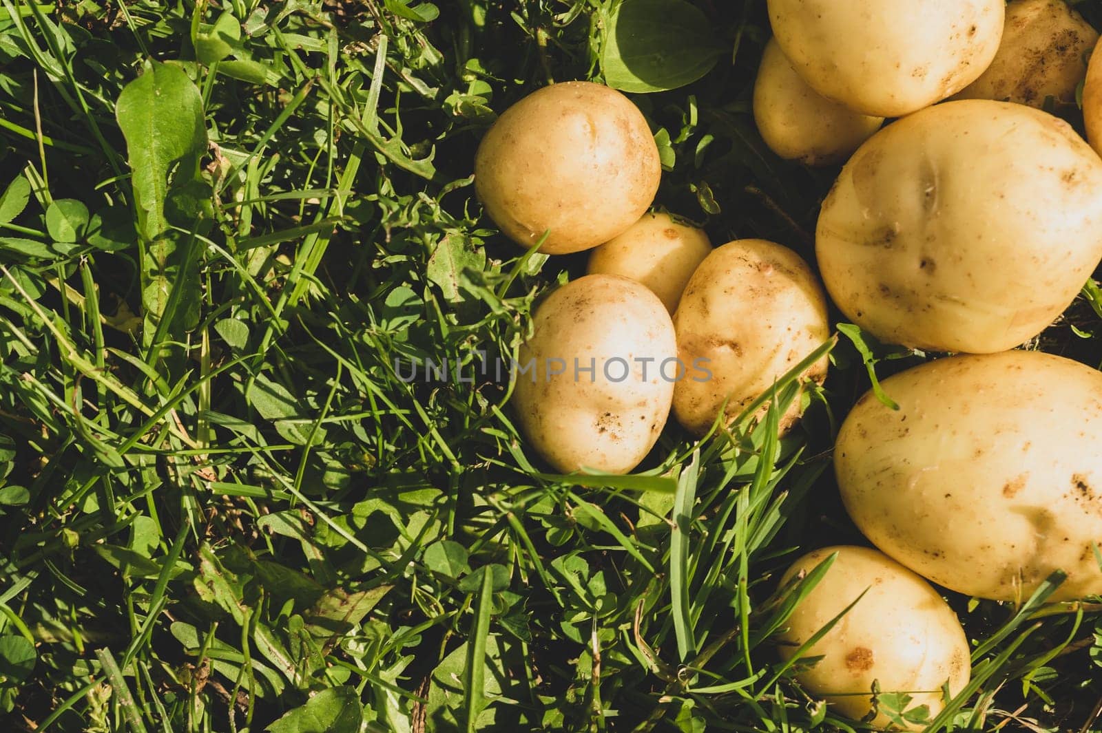 Fresh young potato lies on the grass. raw vegetables. healthy eating. vegetarian food. vegetables from the garden