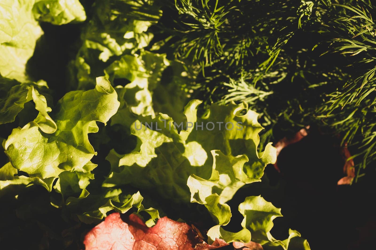 Lettuce salad and dill. organic vegetables. vegetarian nutrition. healthy food
