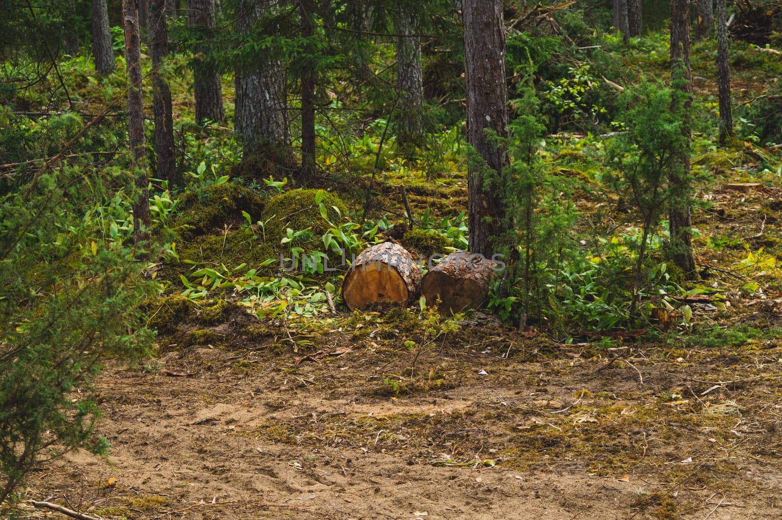 Wooden logs in the forest. tree stumps. nature landscape