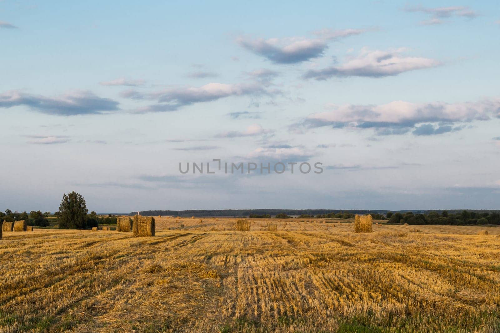 Rolled haystack. hay bale. agriculture field with sky. rural landscape. straw on the meadow. harvest in summer. farm in the countryside