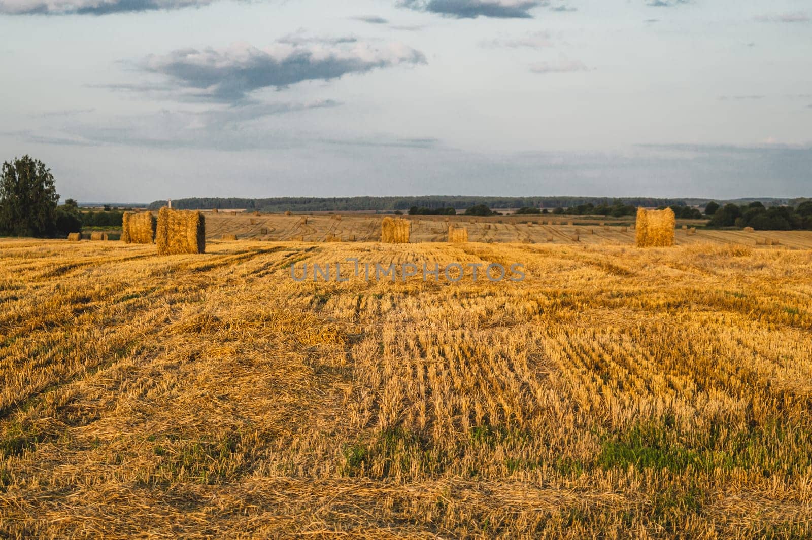 Rolled haystack. hay bale. agriculture field with sky. rural landscape. straw on the meadow. harvest in summer. farm in the countryside