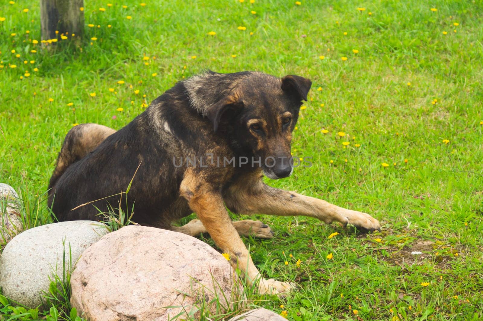 Stray dog on the grass. homeless hound lies on the ground