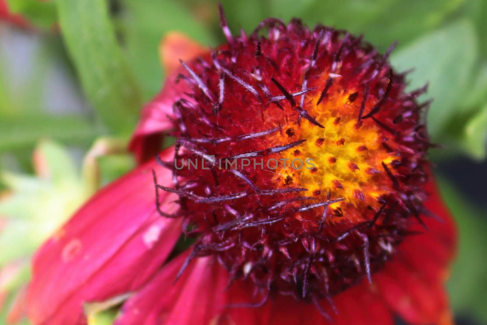 Macro view of the head of a red blanket flower.