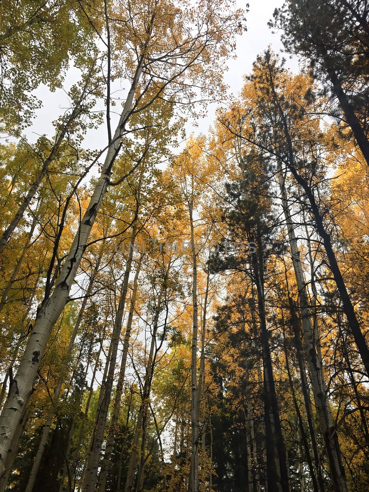 Tree top canopy of golden leaves in the autumn.