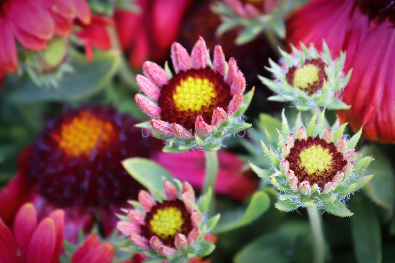A background of various colored gaillardia flowers.