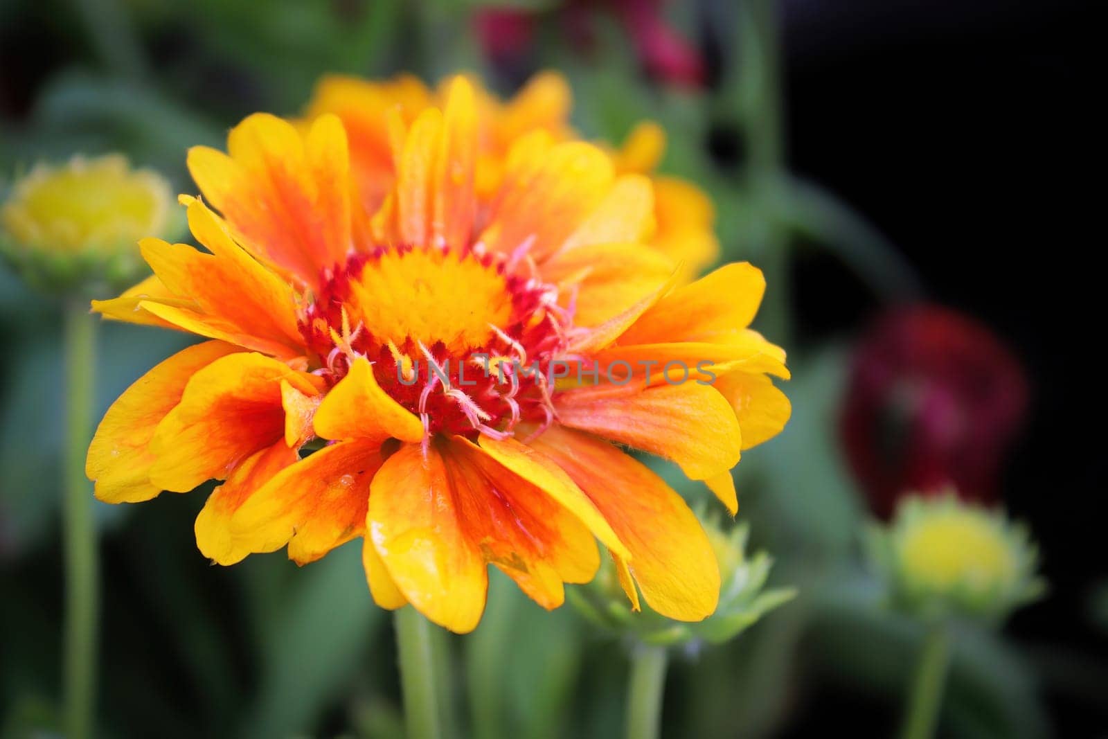 Closeup of a orange and yellow gaillardia flower.