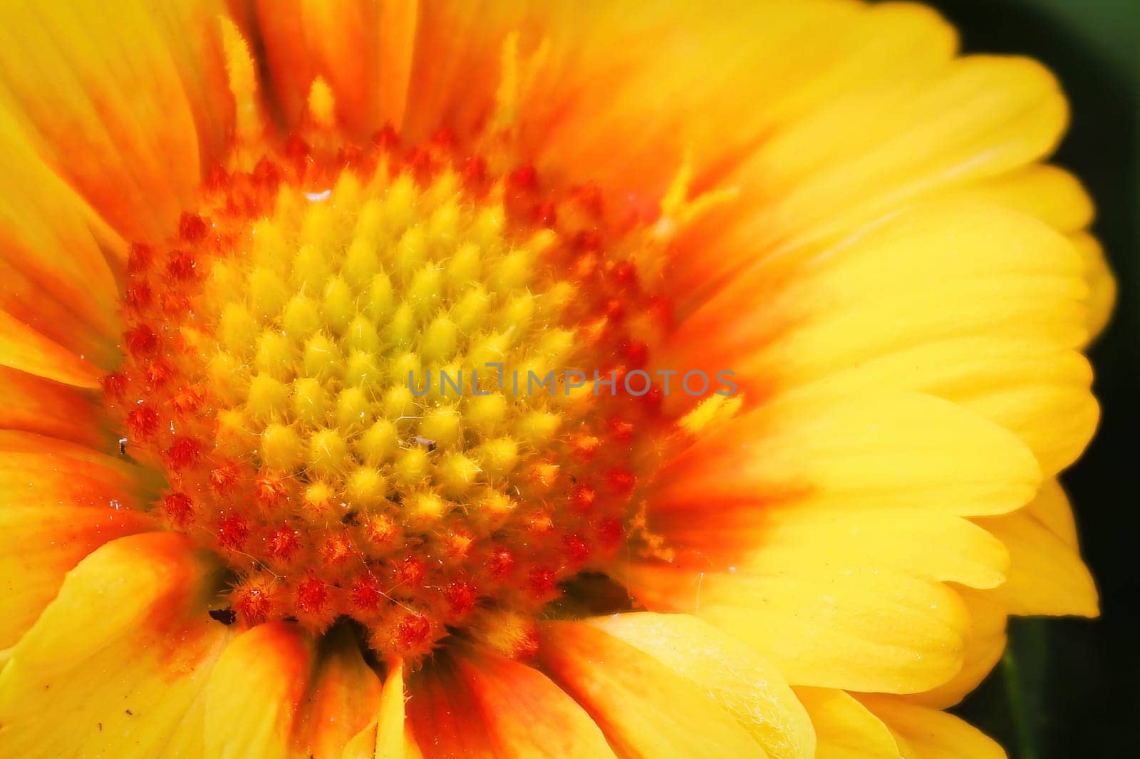 Macro of the center of a yellow blanket flower.
