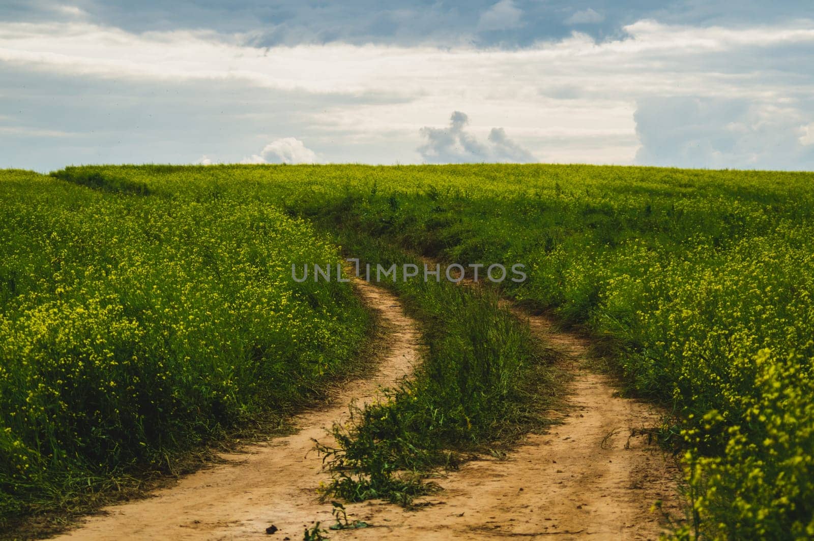 Beautiful valley. way through green meadows and hills. yellow flowering field. nature landscape with horizon line