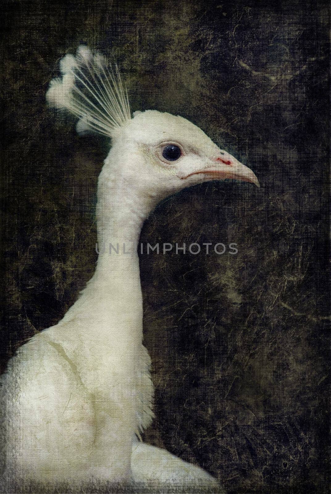 White peacok on grunge textured canvas