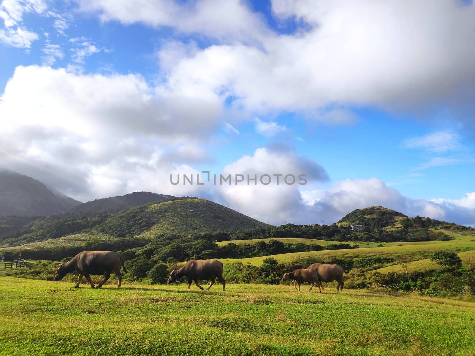 Qingtiangang, Taiwan-Oct 15, 2021: The natural source of alpine grasses is at Shangshan in Taipei City, Taipei City, Taiwan