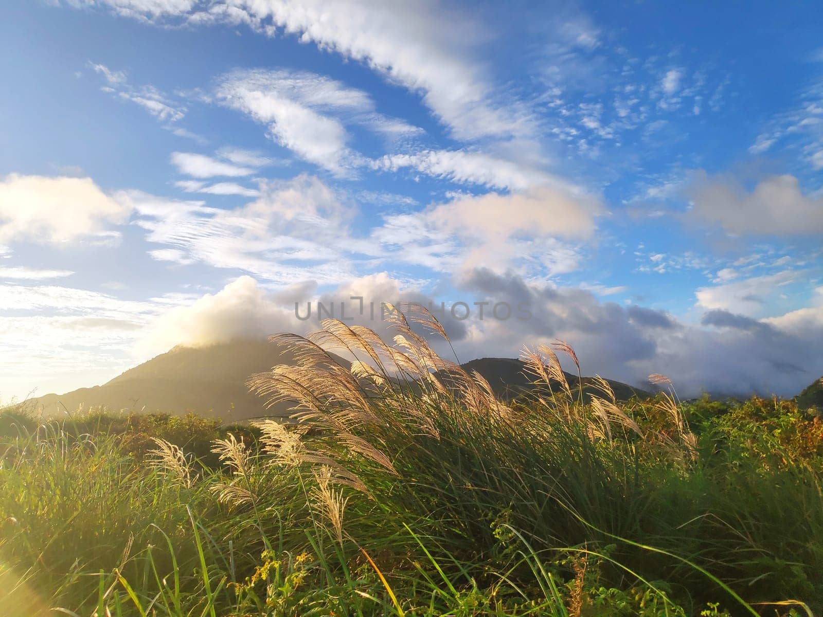 Qingtiangang, Taiwan-Oct 15, 2021: The natural source of alpine grasses is at Shangshan in Taipei City, Taipei City, Taiwan
