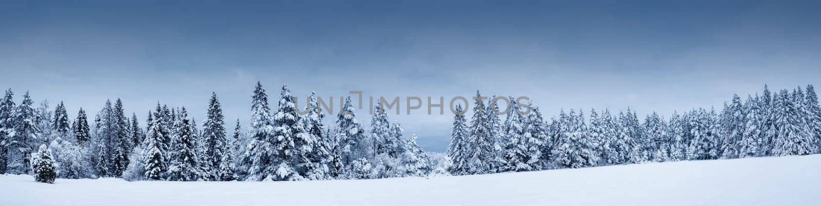 Beautiful view at the forest after snowfall. Firs covered by snow. Snowy tranquil scene in natural park.