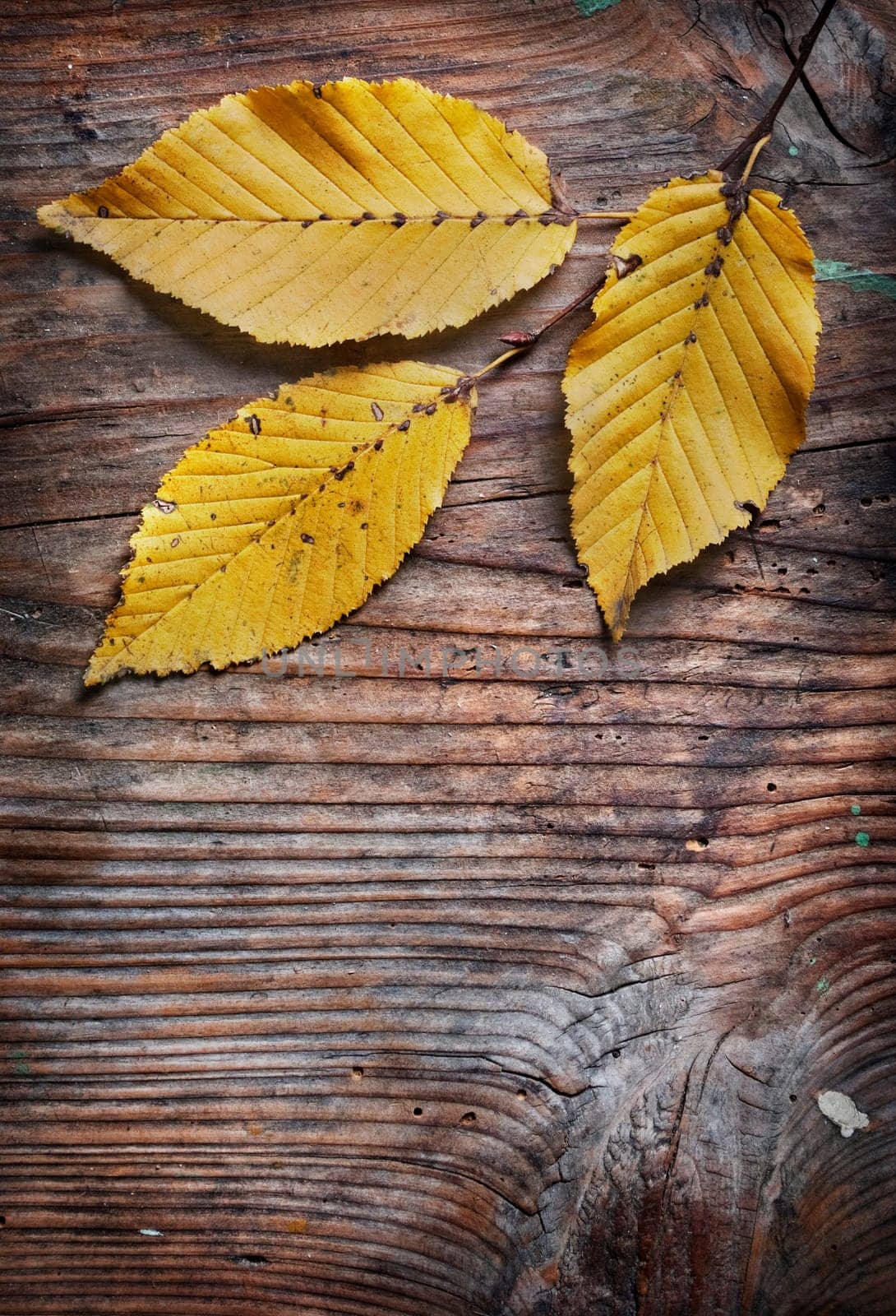 Autumn leaves on grunge wooden background