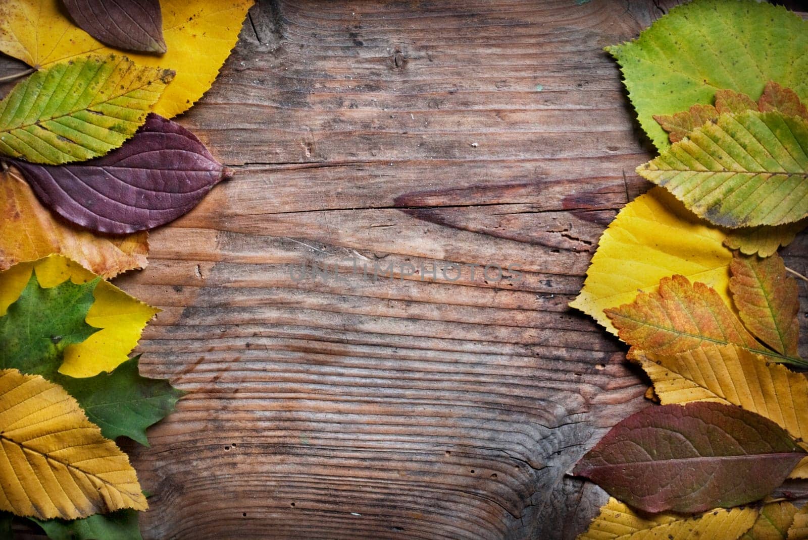 Autumn leaves on grunge wooden background