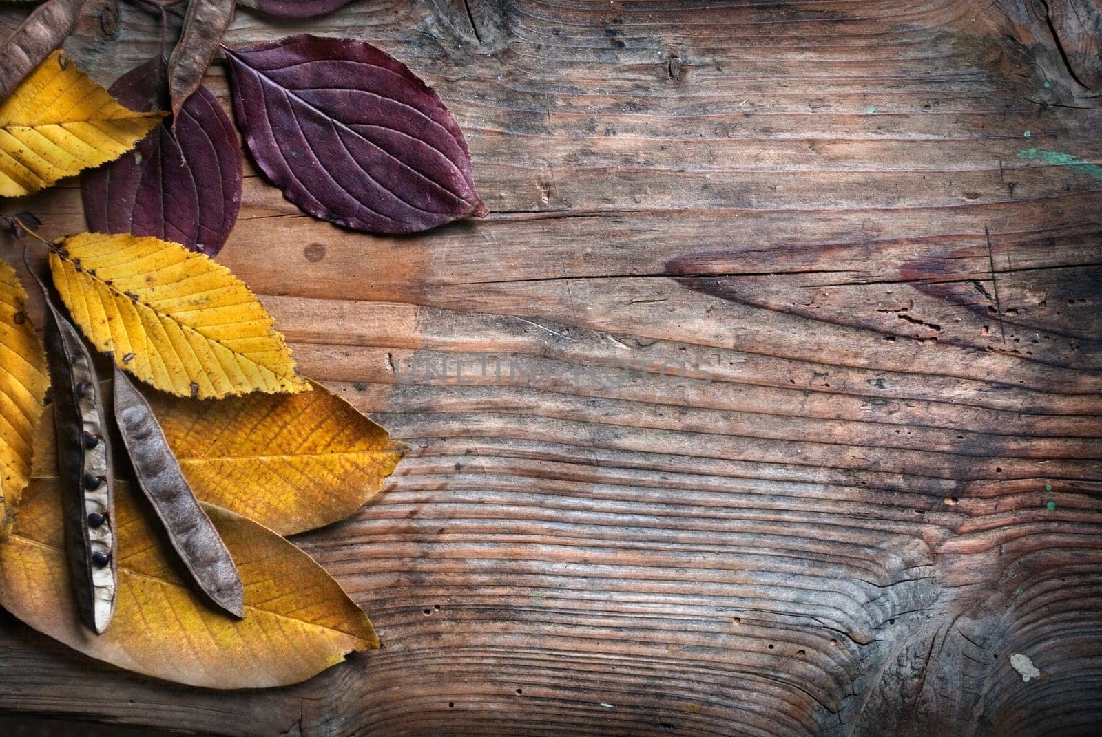 Autumn leaves on grunge wooden background