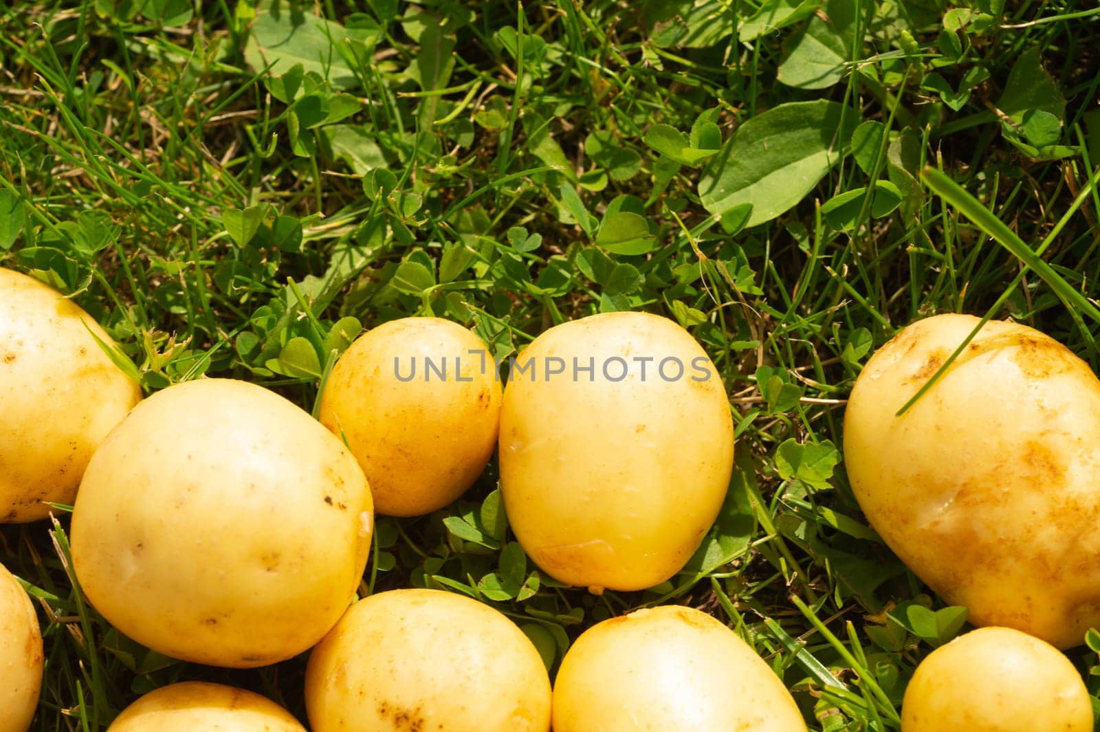 Fresh young potato lies on the grass. raw vegetables. healthy eating. vegetarian food. vegetables from the garden