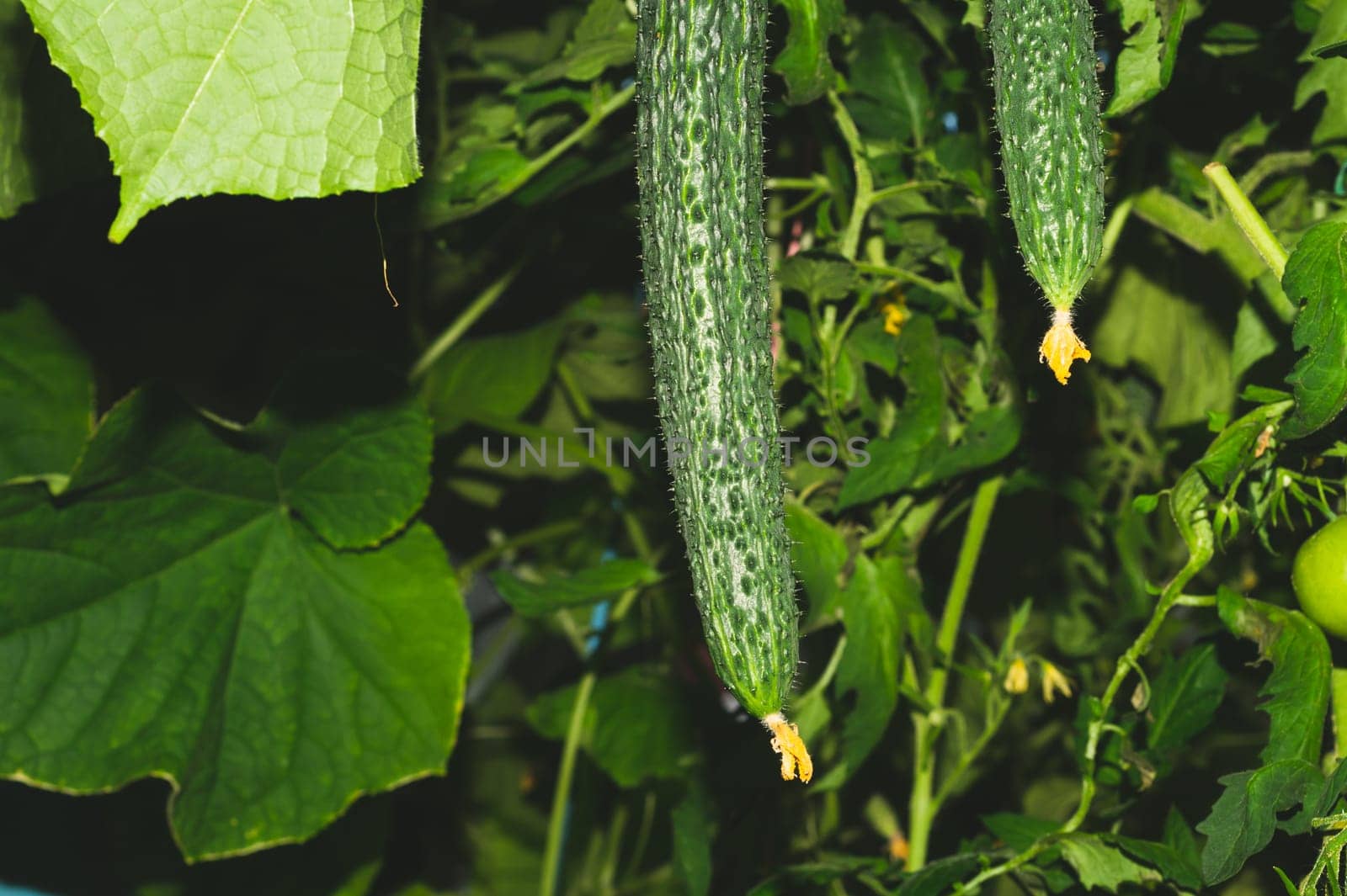 Cucumber plant growing in greenhouse. Fresh vegetable hanging on branch. Organic food production. healthy nutrition