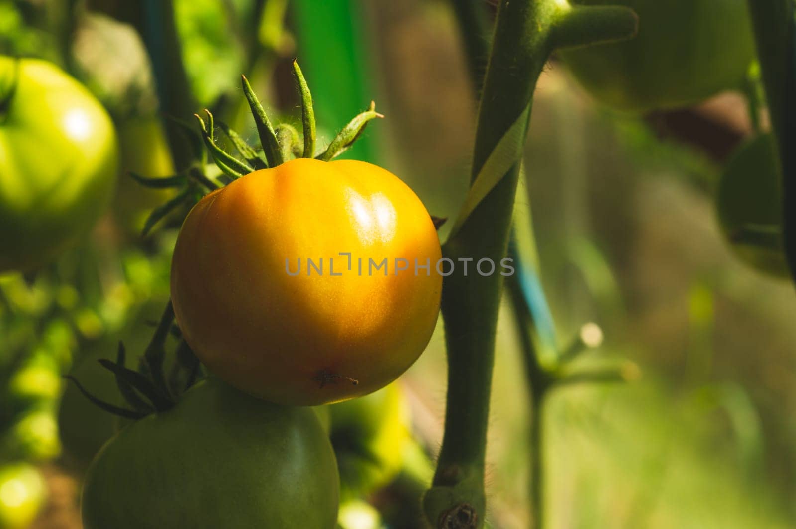 Tomato plant growing in greenhouse. Fresh vegetable hanging on branch. Organic food production. healthy nutrition